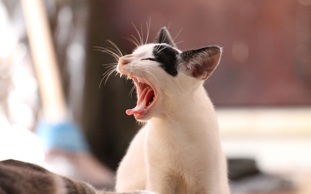 5 Signs Your Pet Has Asthma